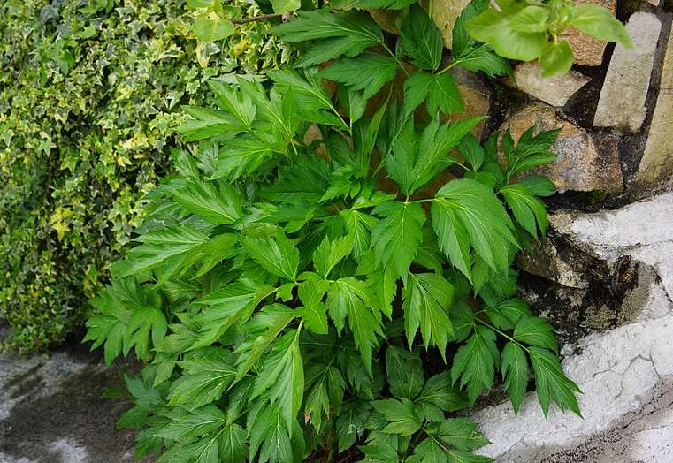 신선초 나물 효능 및 주의사항, 요리법