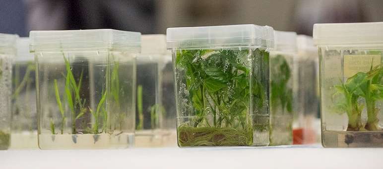 식물 세포 배양 기술