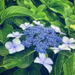 수국잎열수추출물