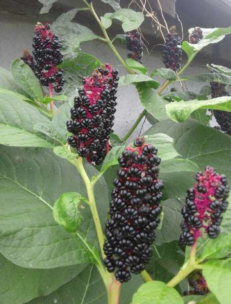 장녹나물의 건강 효능과 독성