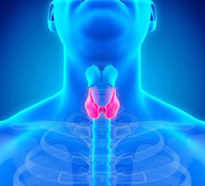 갑상선 기능 항진증 원인, 증상 및 예방의 진실