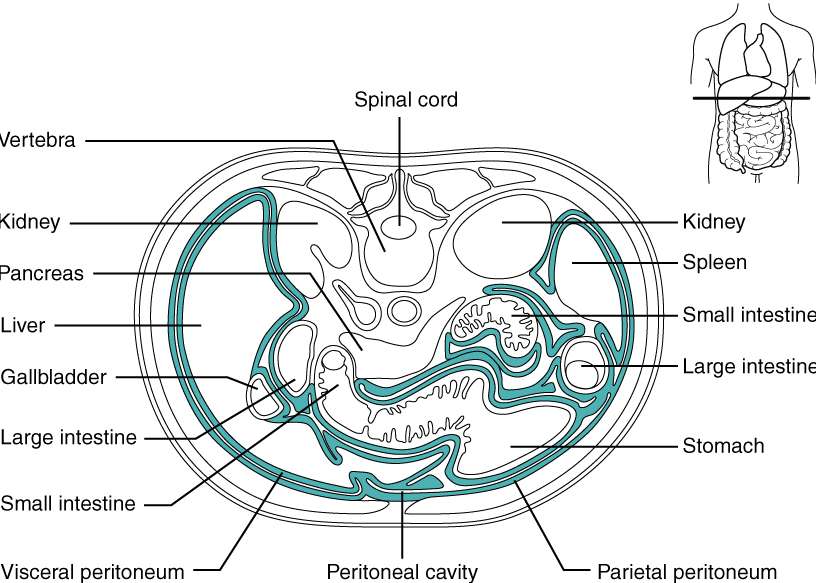 복막염 원인, 증상, 예방 및 좋은 음식