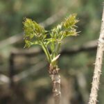 두릅의 건강 효능