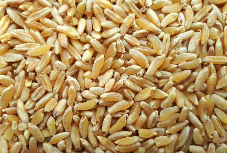 현대의 건강상 효능을 지닌 고대 곡물 카무트