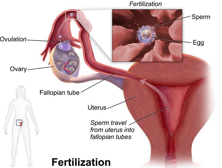 배란혈과 착상혈과의 관계