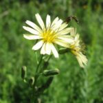 다재다능한 왕고들빼기