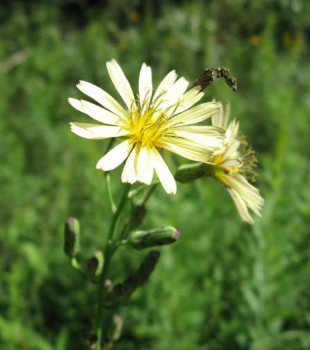 다재다능한 왕고들빼기