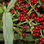 시서스효능: 몸의 균형을 유지하는 식물