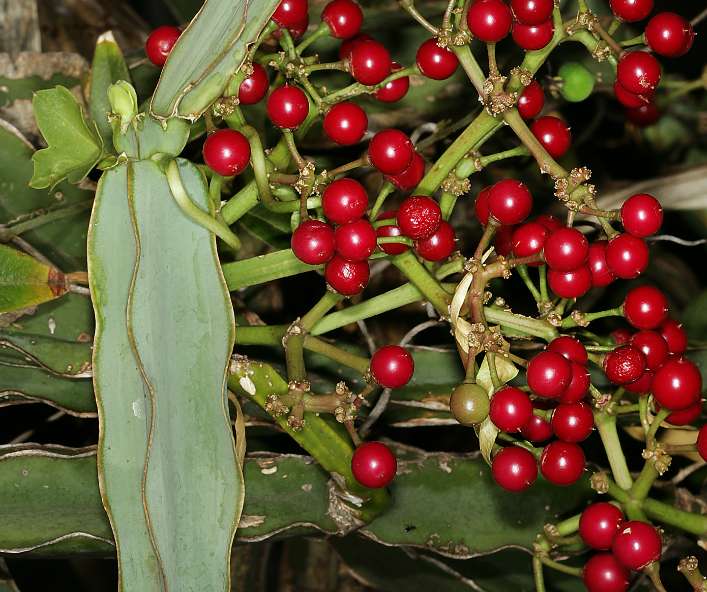 시서스효능: 몸의 균형을 유지하는 식물