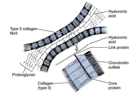 콘드로이친 추천에서 효능 및 부작용, 음식까지 한눈에 보기