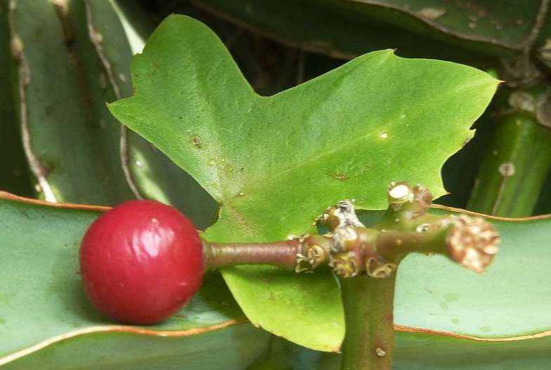 시서스 섭취방법