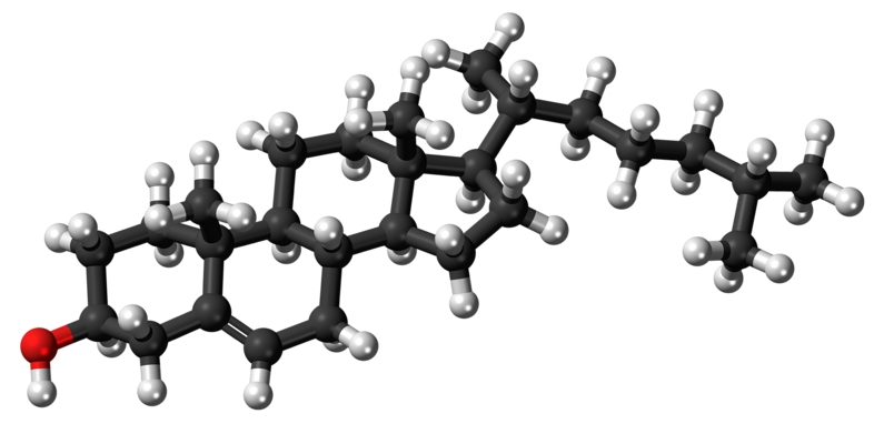 단백질과 콜레스테롤의 기초