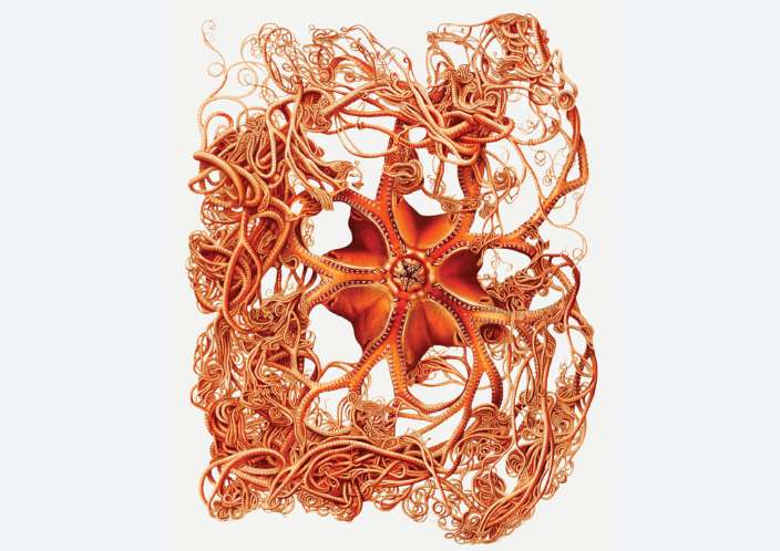 낙산균 부작용 및 효능, 추천 그리고 복용법(음식)의 진실