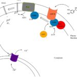 감마지티피(GTP) 수치낮추는법의 6가지 진실
