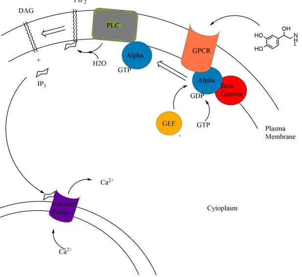 감마지티피(GTP) 수치낮추는법의 6가지 진실
