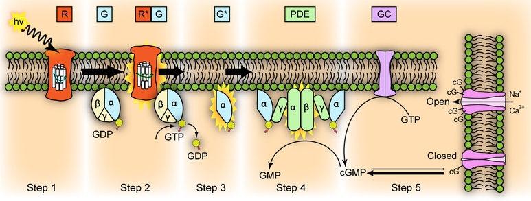 감마지티피(GTP) 수치를 신경 써야 하는 이유는?