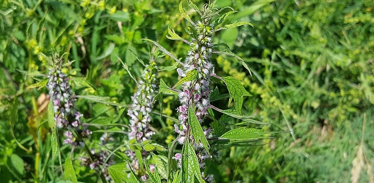 익모초 먹는 방법에 대하여