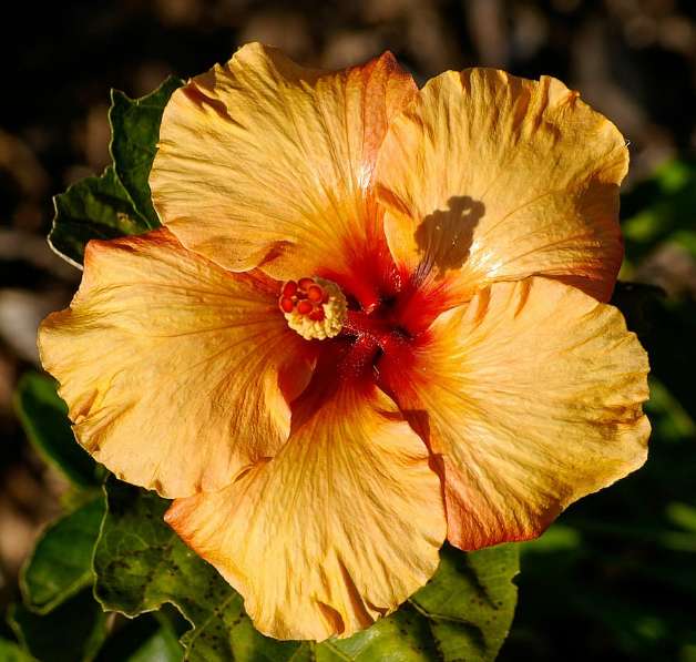 금화규 효능과 부작용