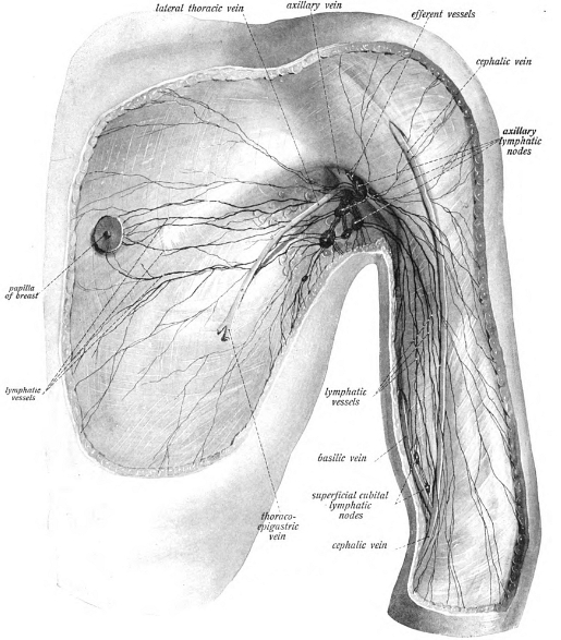 겨드랑이 임파선 덩어리와 통증의 미스터리