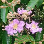 바나바 잎차의 건강 잠재력: 효능, 부작용, 간 건강 및 먹는방법 알아보기