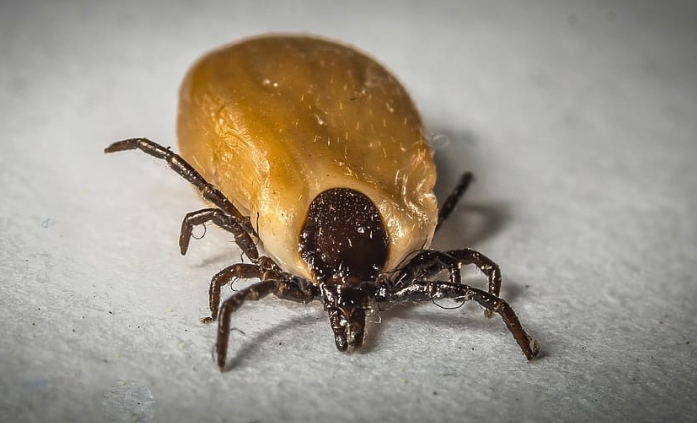 라임병의 원인은 무엇인가요?진드기