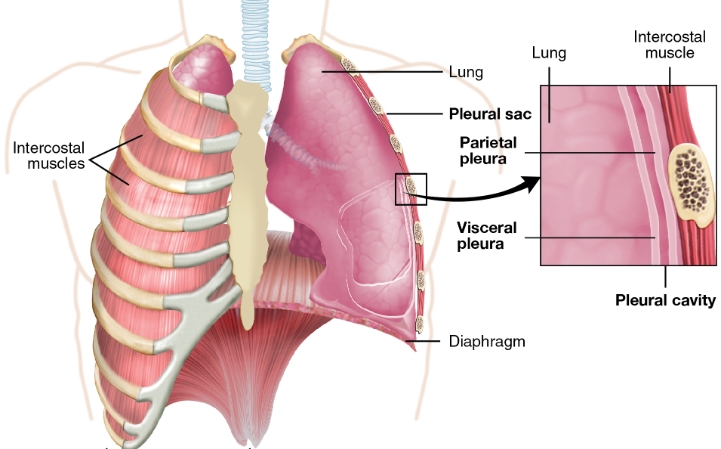폐섬유증 자가진단