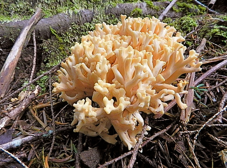 싸리버섯 효능 및 부작용, 종류, 채취시기, 보관방법까지 한번에 정리요약