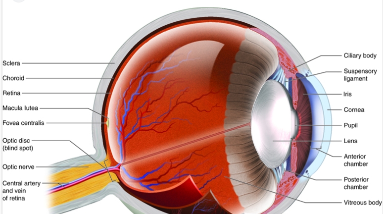 근시 라식에 대하여