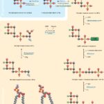포스파티딜세린- 효과적인 뇌 건강 관리의 필수 성분