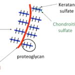 프로테오글리칸: 관절 건강에 도움을 주는 우리 몸에 꼭 필요한 성분