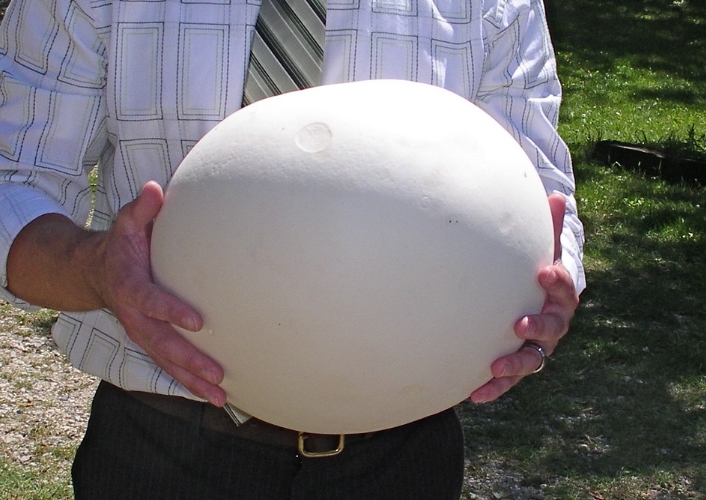 댕구알버섯 효능, 부작용,먹는 방법, 보관 방법에 대하여