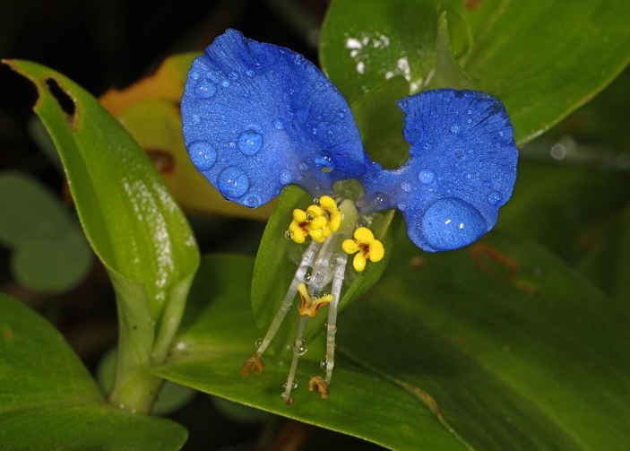 닭의장풀 특징부터 효능 및 부작용, 꽃말, 쓰임새, 공변세포까지 정리요약