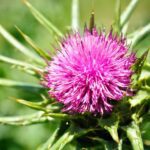 밀크씨슬 효능 및 부작용에서 간수치, 복용시간, 공복, 추천까지 정리