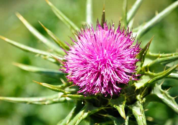 밀크씨슬 효능 및 부작용에서 간수치, 복용시간, 공복, 추천까지 정리