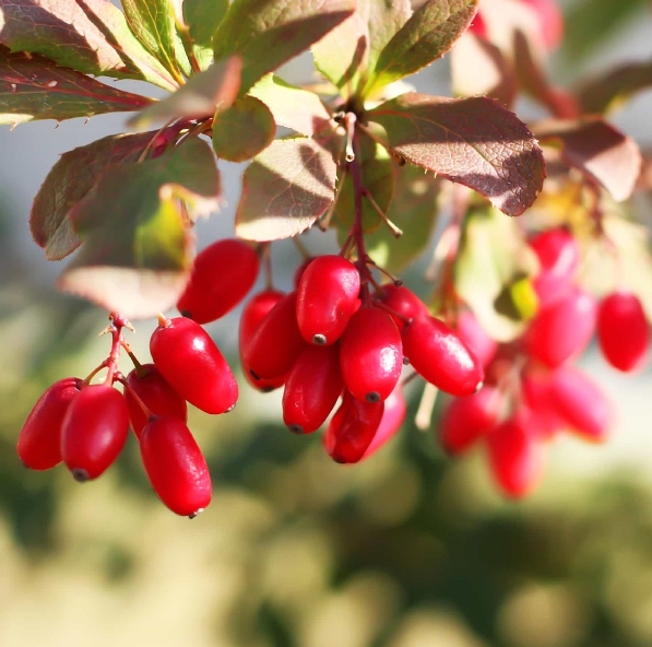 베르베린: 당뇨병 관리를 위한 가장 좋은 친구
