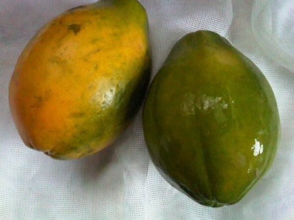 포포열매의 영양 가치