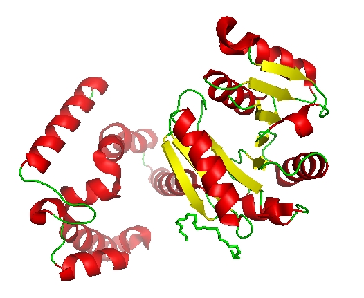 락토페린 이란?, 효능, 다이어트 , 부작용, 추천