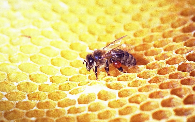 프로폴리스 효능, 제품추천 및 부작용 정리 요약