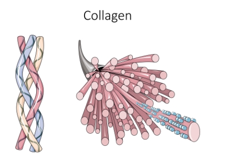 저분자콜라겐이란?