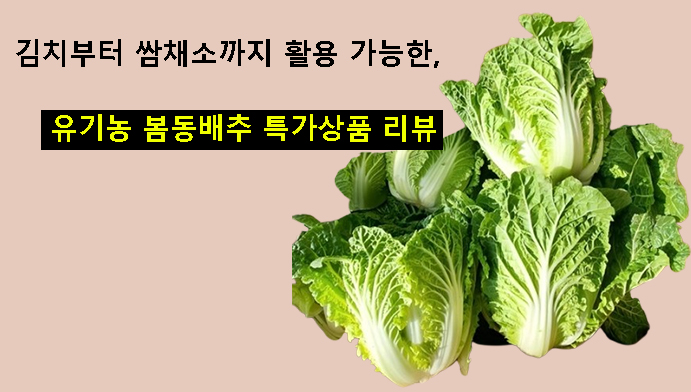 김치부터 쌈채소까지 활용 가능한 유기농 봄동배추 특가상품 리뷰
