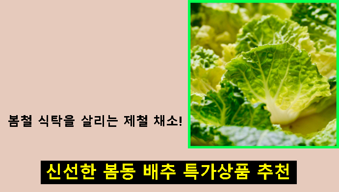 봄철 식탁을 살리는 제철 채소! 신선한 봄동 배추 특가상품 추천