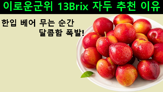 한입 베어 무는 순간 달콤함 폭발! 이로운군위 13Brix 자두 추천 이유